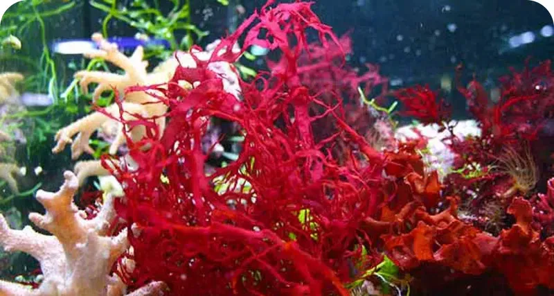LuminEye™ Astaxanthin eye fatigue support